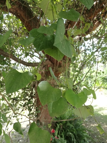 Aristolochia littoralis