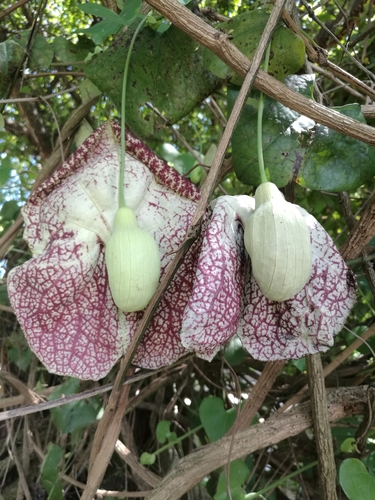 Aristolochia littoralis