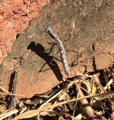 Geomantis larvoides