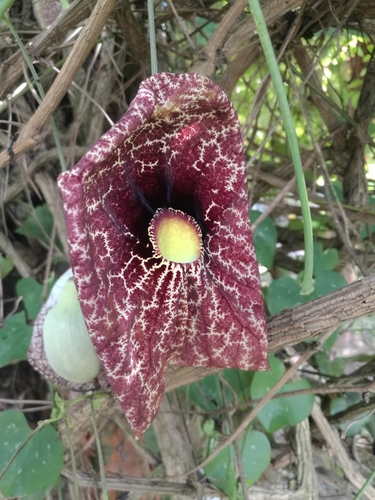 Aristolochia littoralis