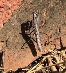 Geomantis larvoides