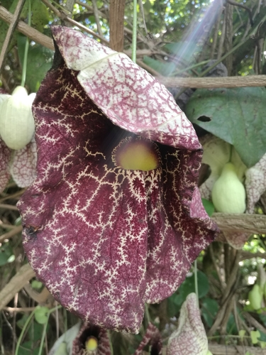 Aristolochia littoralis