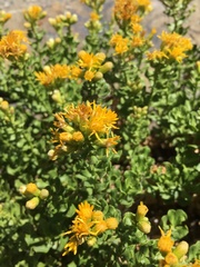 Ericameria cuneata cuneata