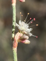 Eriogonum panamintense