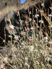 Eriogonum panamintense