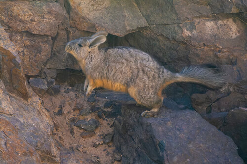 Mountain Viscacha, photo 3 of 9