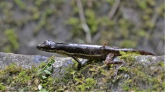 Anolis oxylophus