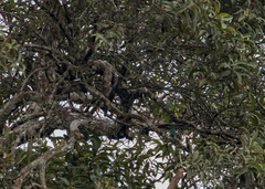 Psilopogon oorti