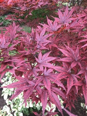 Acer palmatum