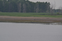 Haliaeetus leucocephalus washingtoniensis