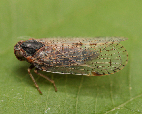 Cixius wagneri