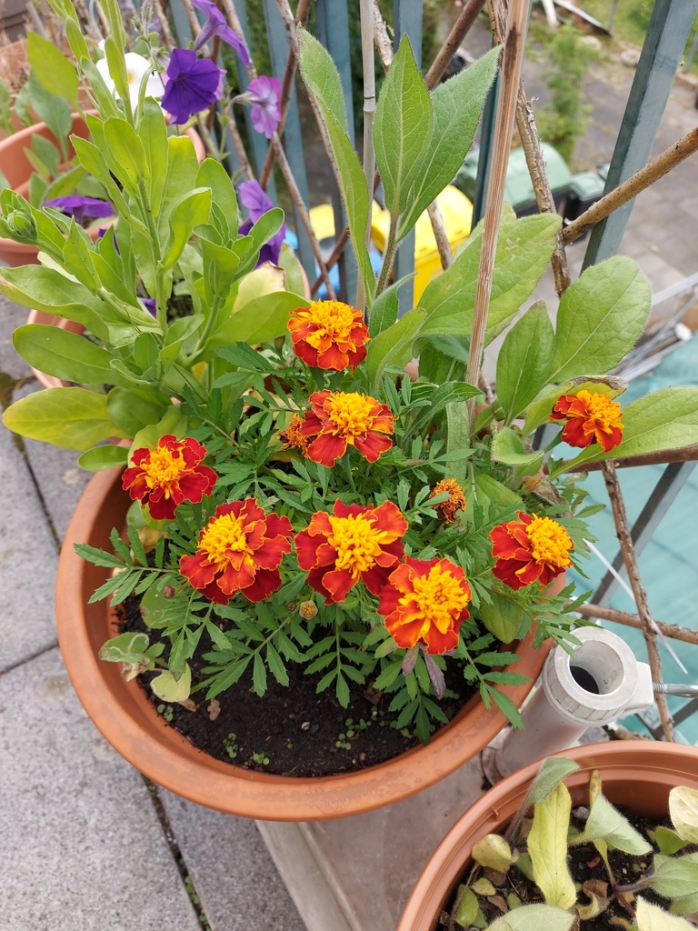 Tagetes patula