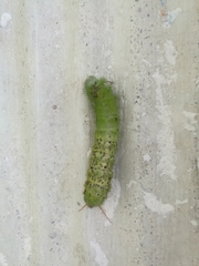 Periphoba