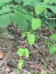 Eupatorium rotundifolium