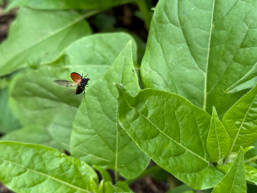 LeConte's Giant Lady Beetle photo 4