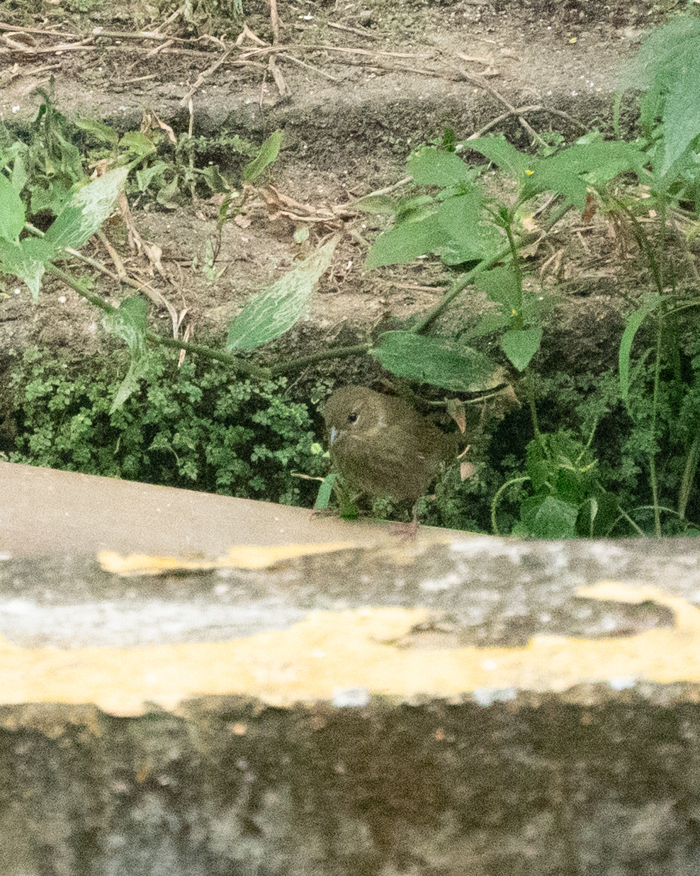Uniform Finch (Haplospiza unicolor), photo 10