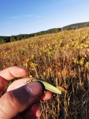 Scudderia curvicauda