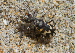 Cicindela latesignata