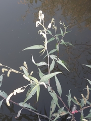 Persicaria lapathifolia lanata