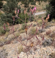 Cordylanthus kingii helleri