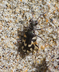 Cicindela latesignata