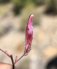 Cordylanthus kingii helleri