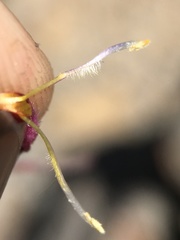 Cordylanthus kingii helleri