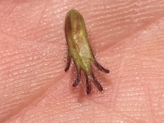 Cordylanthus kingii helleri