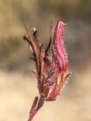 Cordylanthus kingii helleri
