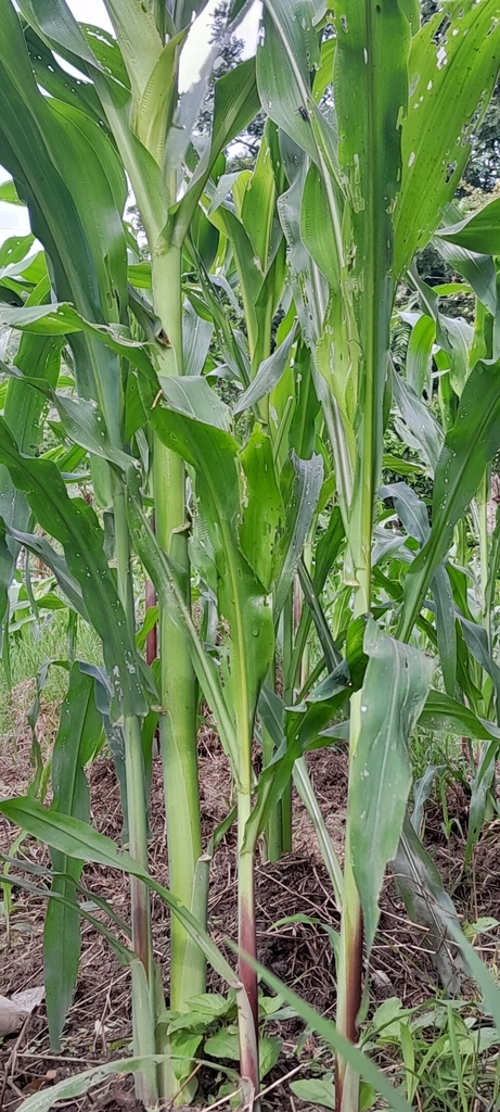 Zea mays