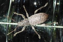 Brachyderes incanus