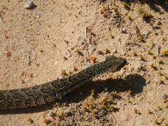 Bitis arietans arietans