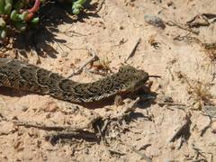 Bitis arietans arietans