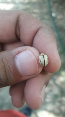 Leptinotarsa defecta