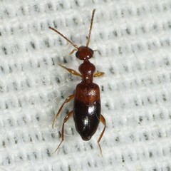 Ischyropalpus