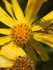 Senecio pyrenaicus