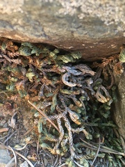 Selaginella watsonii