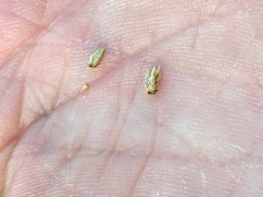 Selaginella watsonii