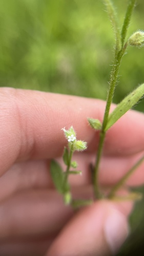 early forget-me-not (Myosotis verna)