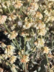 Eriogonum rupinum