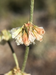 Eriogonum rupinum