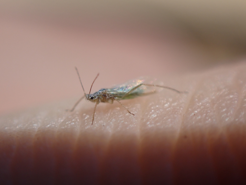 Aphidoidea