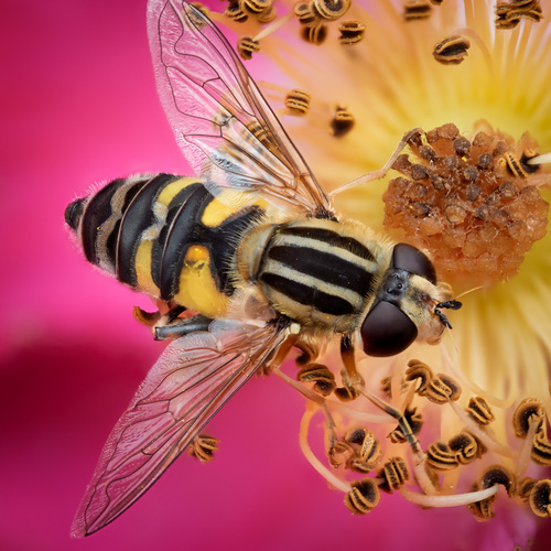 Helophilus trivittatus nuotrauka