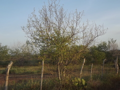 Bursera laxiflora