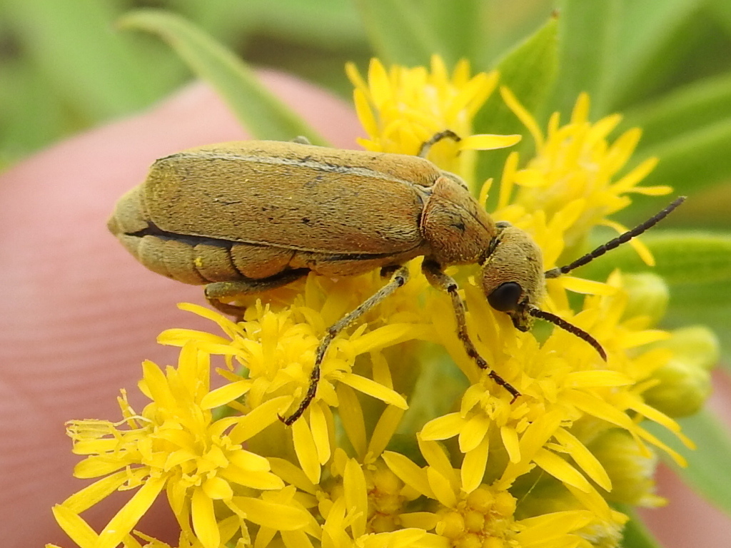 Spot-necked Epicauta