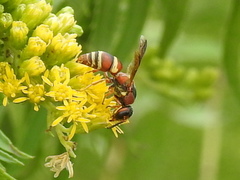 Euodynerus hidalgo hidalgo