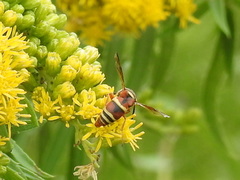 Euodynerus hidalgo hidalgo