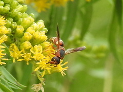 Euodynerus hidalgo hidalgo