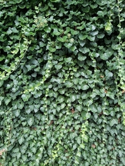 Hedera helix