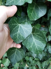 Hedera helix